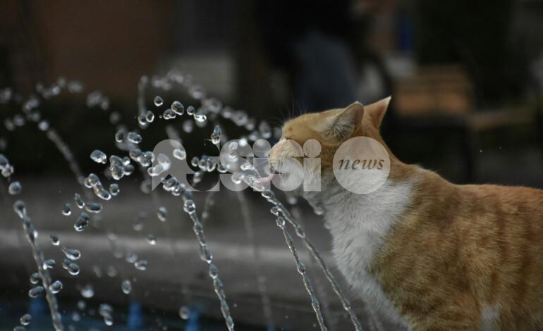 Meteo Assisi 12-14 giugno 2026: sole protagonista assoluto del weekend e temperature a salire