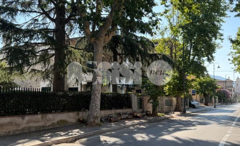 Grosso ramo si stacca da un albero in via Becchetti: paura tra residenti e passanti (foto)