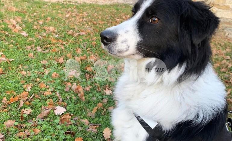 Quando il recupero di un cane traumatizzato non passa da una sola strada
