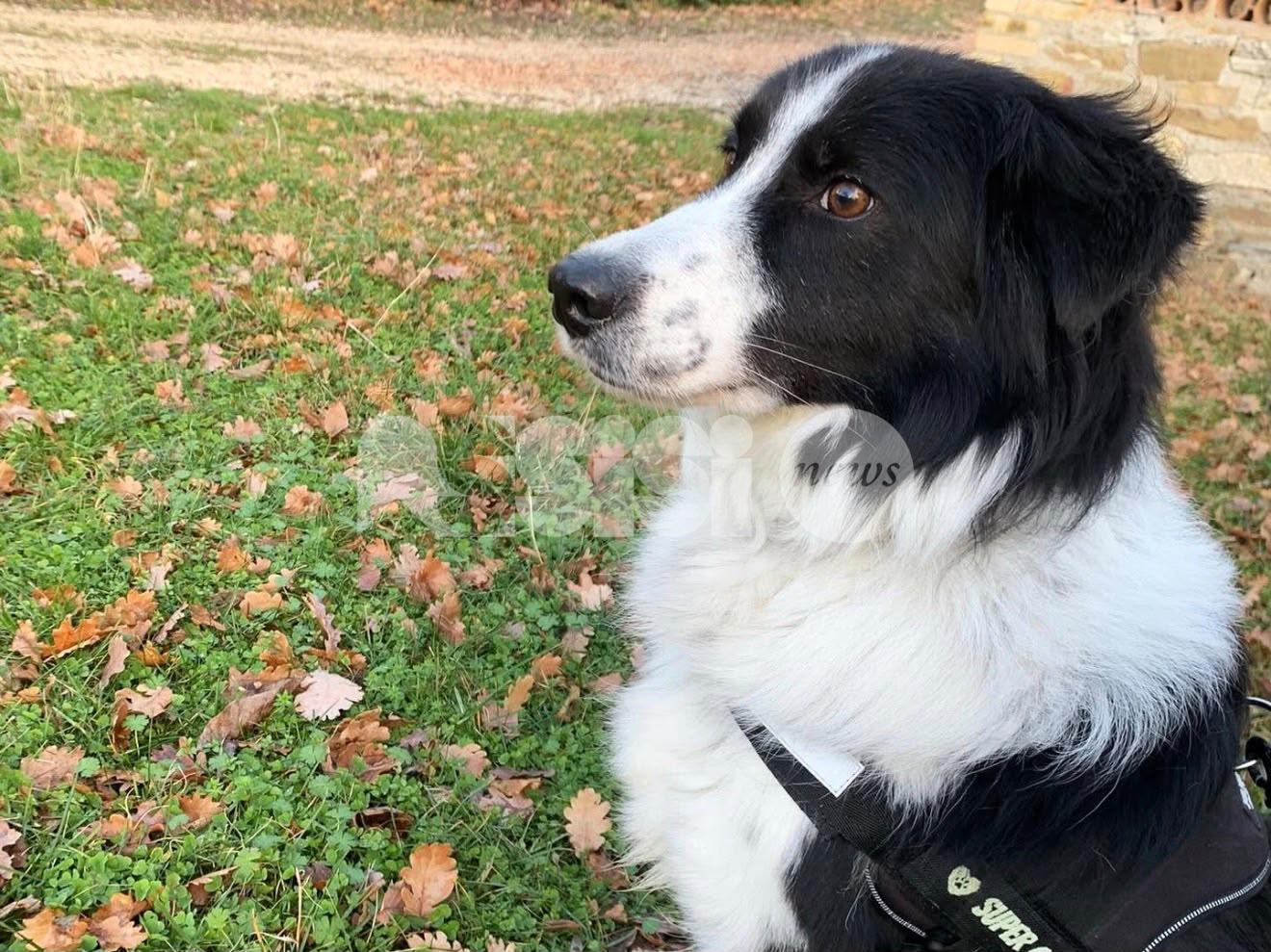 Quando il recupero di un cane traumatizzato non passa da una sola strada