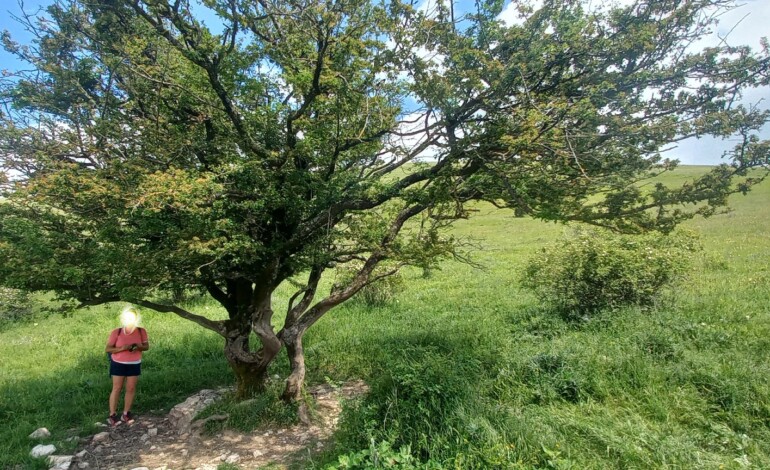 Alberi monumentali, tre new entry in Umbria: uno è una quercia in via di Valecchie