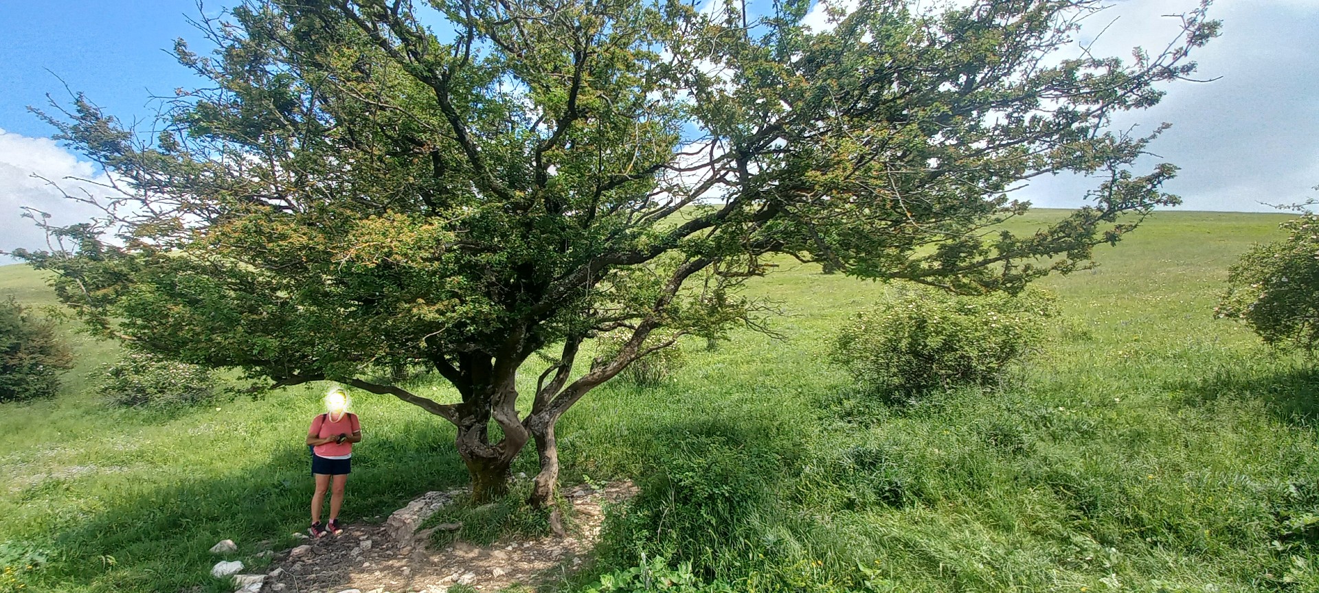 Alberi monumentali, tre new entry in Umbria: uno è una quercia in via di Valecchie