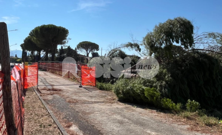 Pini abbattuti in via Gramsci, protestano i cittadini: “Perso un patrimonio ultradecennale”