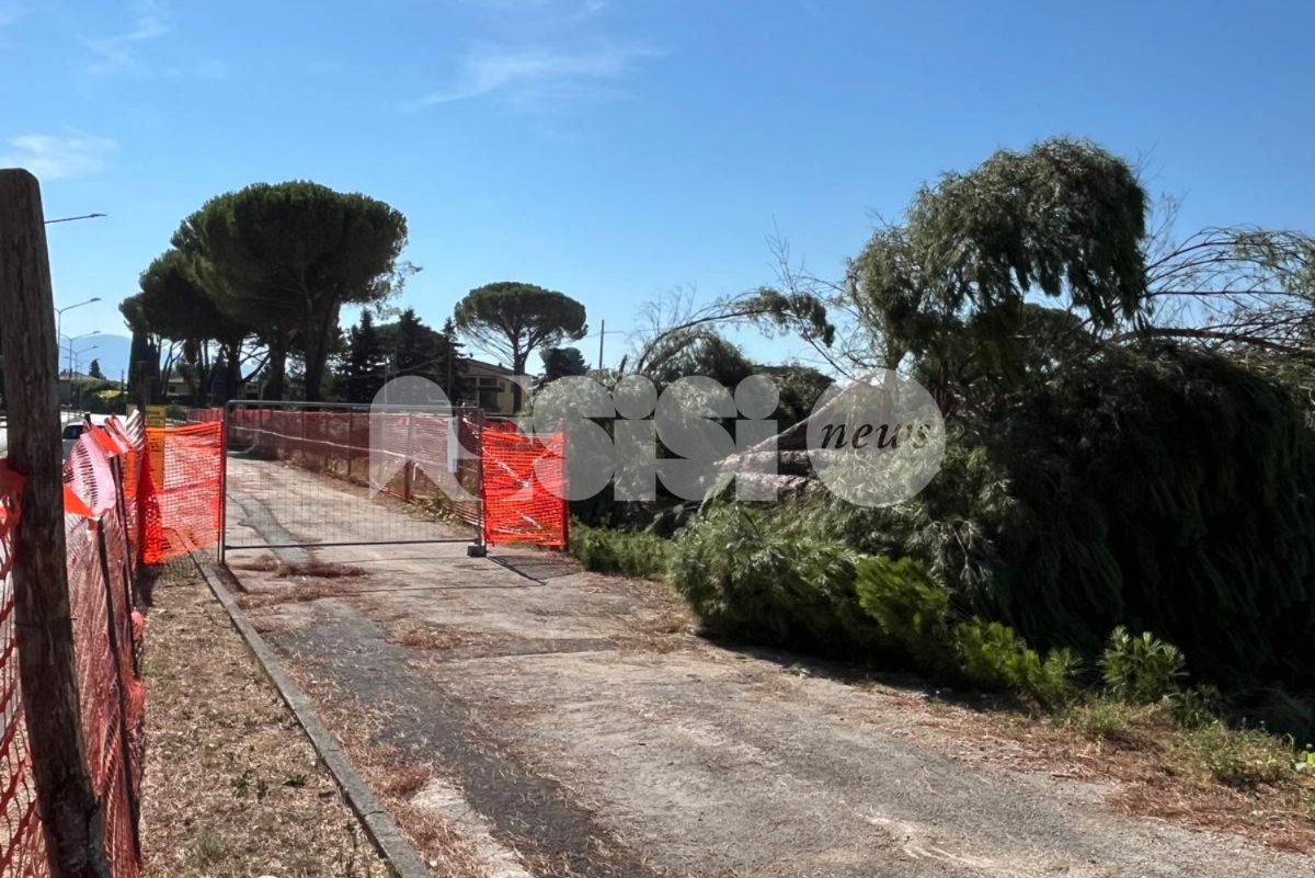 Pini abbattuti in via Gramsci, protestano i cittadini: "Perso un patrimonio ultradecennale"