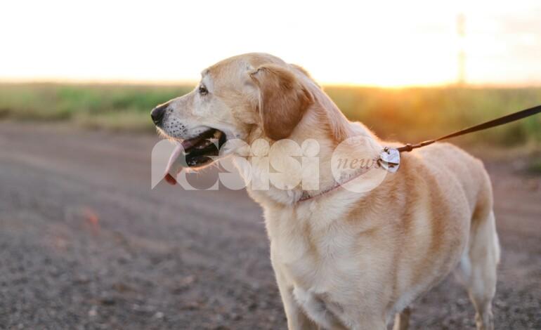 Ad Assisi la IV Giornata del Cinofilo: una domenica dedicata al legame tra uomo e cane
