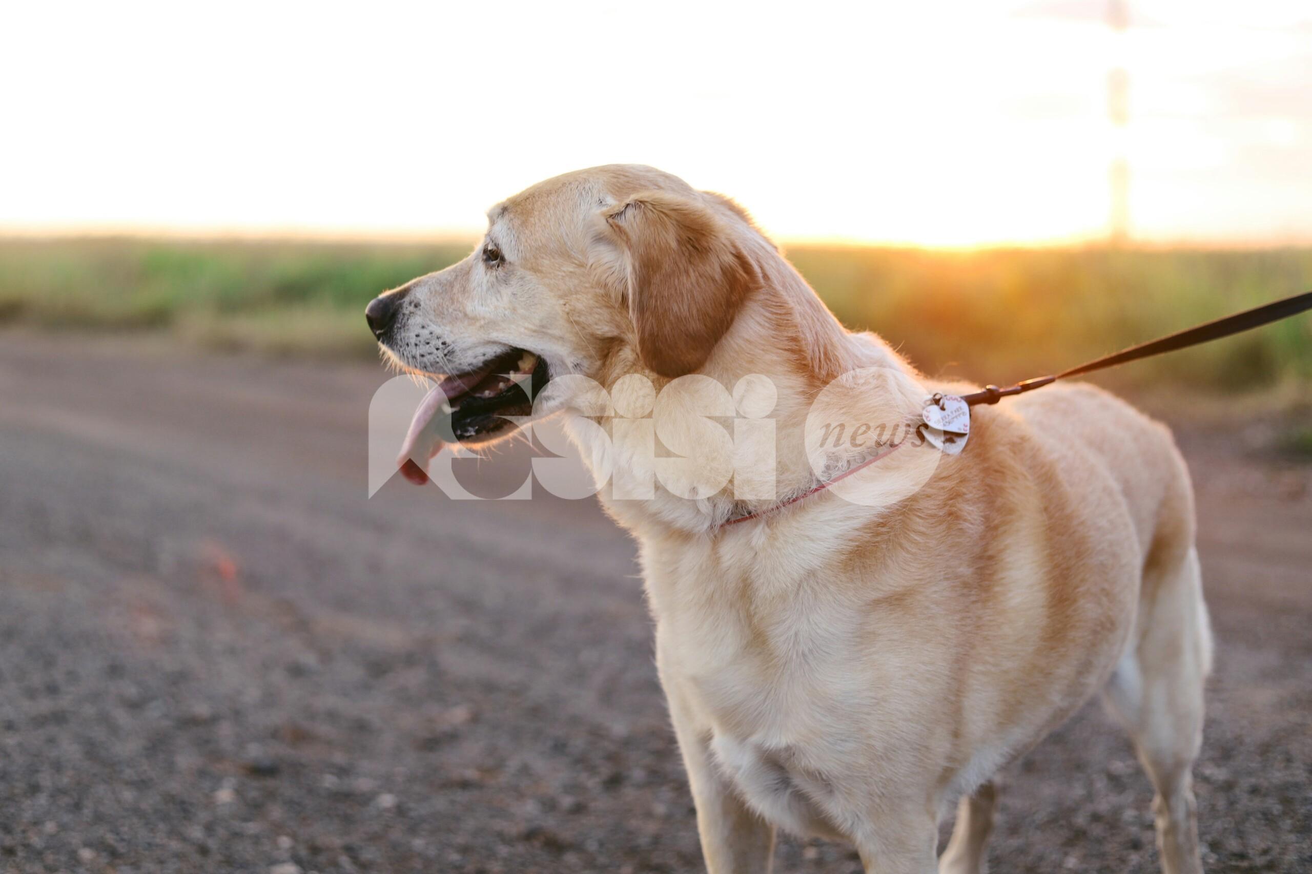 Ad Assisi la IV Giornata del Cinofilo: una domenica dedicata al legame tra uomo e cane
