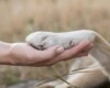 Giulia Severi Pierini: "San Francesco e gli animali, quando prendersi cura significa imparare a guardare"
