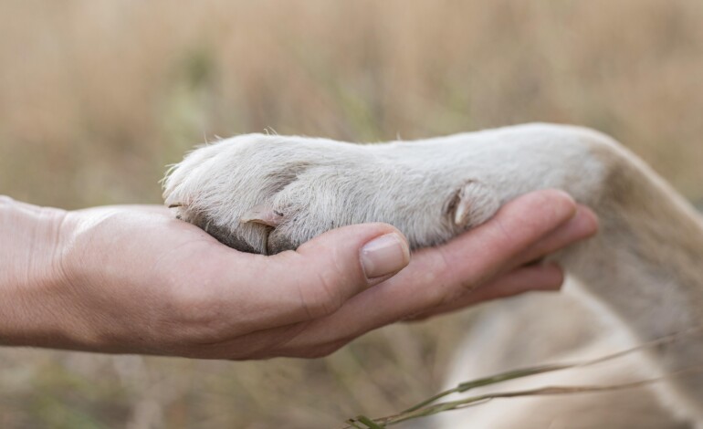 Giulia Severi Pierini: “San Francesco e gli animali, quando prendersi cura significa imparare a guardare”