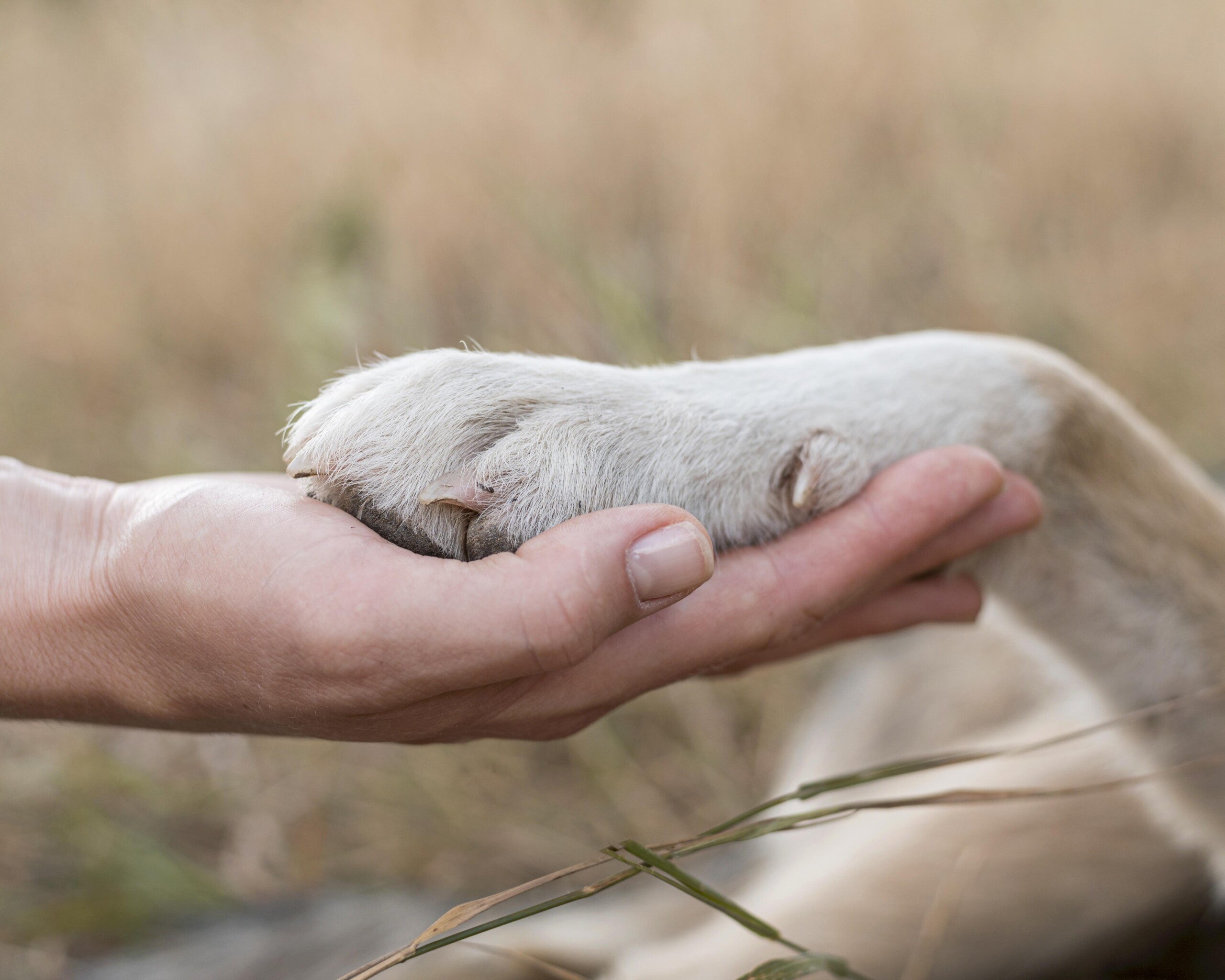 Giulia Severi Pierini: "San Francesco e gli animali, quando prendersi cura significa imparare a guardare"